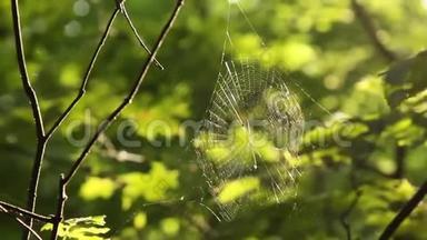 在夏日的午后，摇曳在风中，模糊的绿色背景上，树枝间的蛛网在林间特写